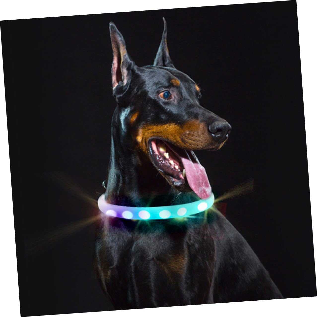 Rechargeable LED Pet Safety Collar
